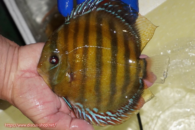 画像1: 【ワイルドディスカス】【通販】【未開の新産地個体】ラーゴサポ クリムゾンレッド【個体販売】15-16cm(生体)(生体)ラーゴサポ産 (1)