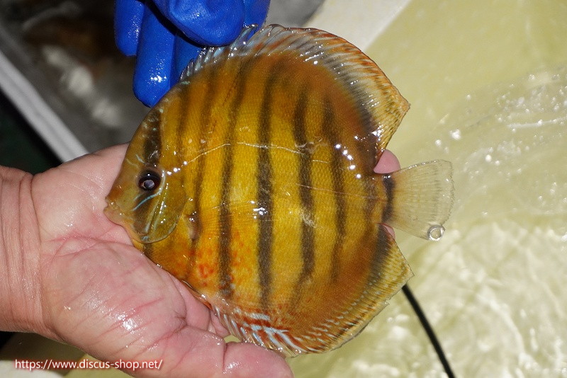 画像1: 【ワイルドディスカス】【通販】【未開の新産地個体】ラーゴサポ クリムゾンレッド【個体販売】15-16cm(生体)(生体)ラーゴサポ産 (1)