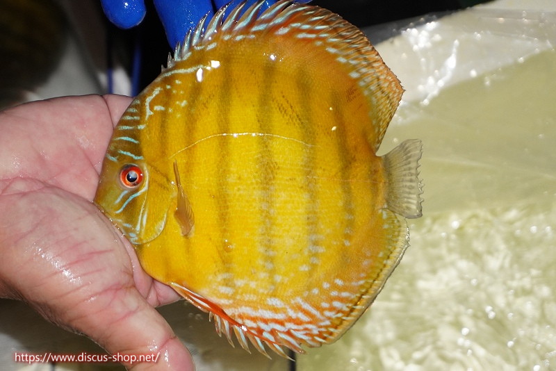 画像1: 【ワイルドディスカス】【通販】【未開の新産地個体】ラーゴサポ クリムゾンレッド【個体販売】15-16cm(生体)(生体)ラーゴサポ産 (1)