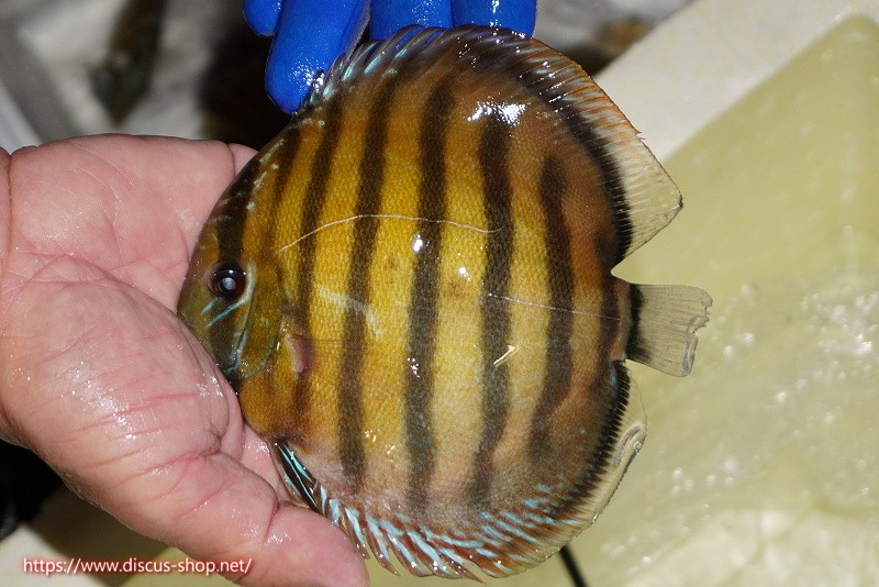 画像1: 【ワイルドディスカス】【通販】【未開の新産地個体】ラーゴサポ クリムゾンレッド【個体販売】15-16cm(生体)(生体)ラーゴサポ産 (1)