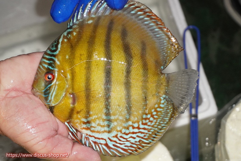 画像1: 【ワイルドディスカス】【通販】【未開の新産地個体】ラーゴサポ クリムゾンレッド【個体販売】15-16cm(生体)(生体)ラーゴサポ産 (1)