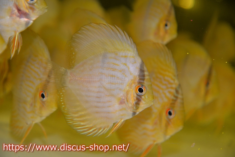 お盆セール対象個体 ワイルドディスカス ノーバアイロンヘッケル ５匹 サンプル画像 7 8cm 生体 ノーバアイロン産 ペットバルーンex ワイルドディスカスネット通販専門店